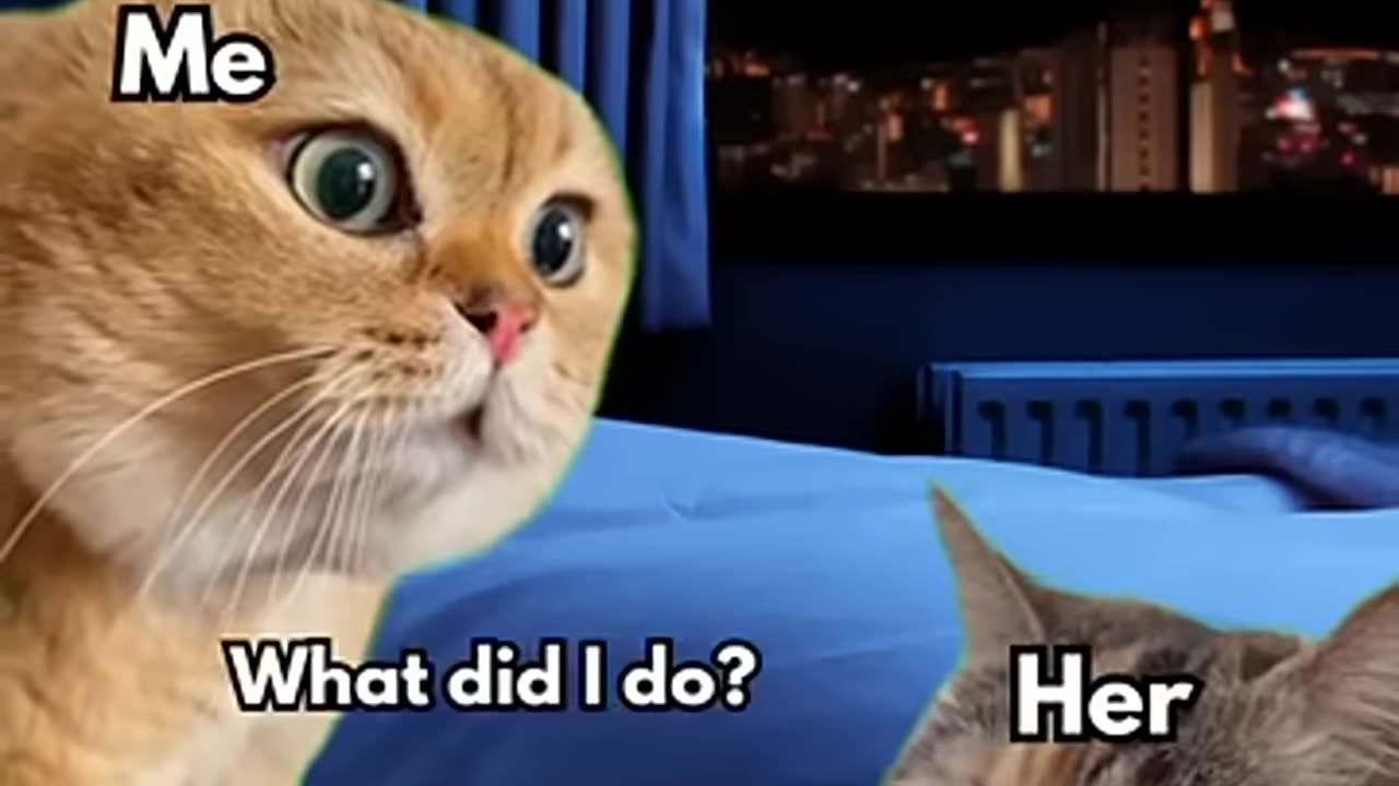 2 cats talking memes