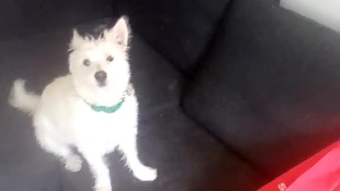 dog
