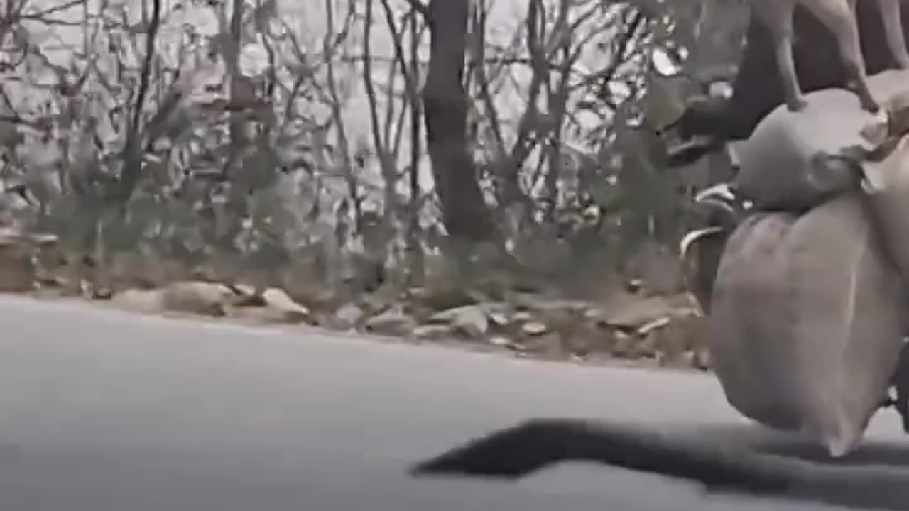 Kungfu dogs - Funny dogs