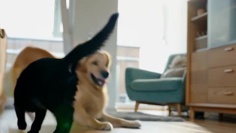 Clumsy Dog And Sneaky Cat