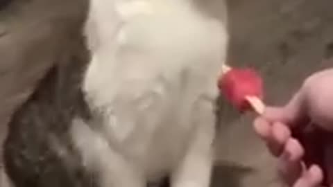 Funniest Cat And Dogs