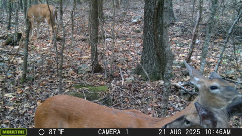 Deer cleaning their ears
