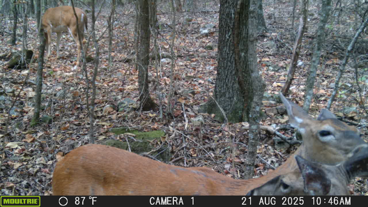 Deer cleaning their ears