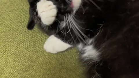 《Cats Behaving Badly: Feline Fails Compilation》