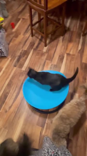 Cat on a Spinning Chair