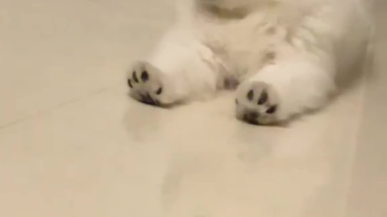 Cute dogs compilation 🥰🐕