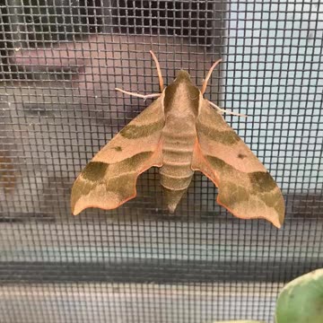 Neat Moth