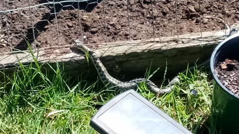 Snake eating a frog in the garden