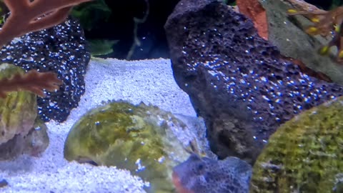 Bay Blenny Fish at The Living Coast Zoo in San Diego