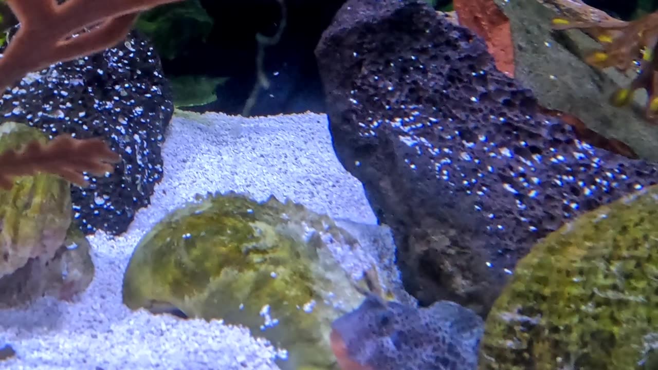 Bay Blenny Fish at The Living Coast Zoo in San Diego