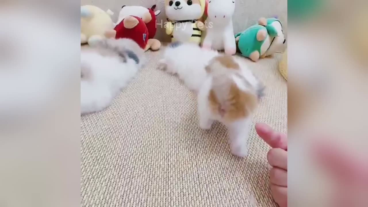 Funny animals in my life❤️🐕