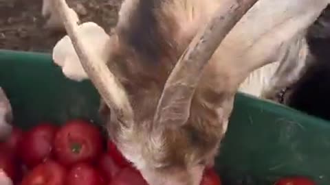 Goats Eating