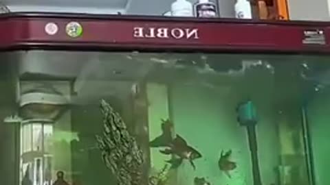 Magnitude 8.7 Earth Quake hits kamchatk, Russia Today