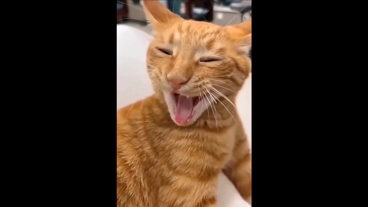 funny videos-Funny animals