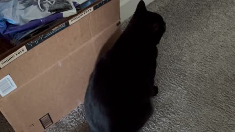 Cute Precious Piper Demonstrates a Box Inspection - Adopting a Cat from a Shelter Vlog