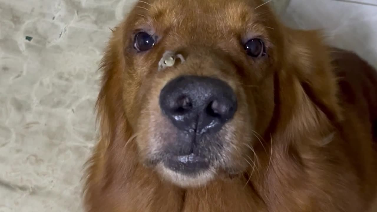 Kobe the Golden Retriever and His New Friend Lizard