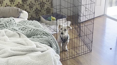 Tall Playpen Doesn't Contain Determined Puppy