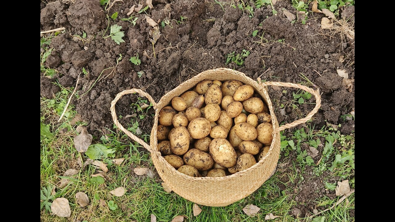 KARTOFLER - PAPAS -POTATOES