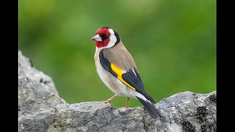 European goldfinch