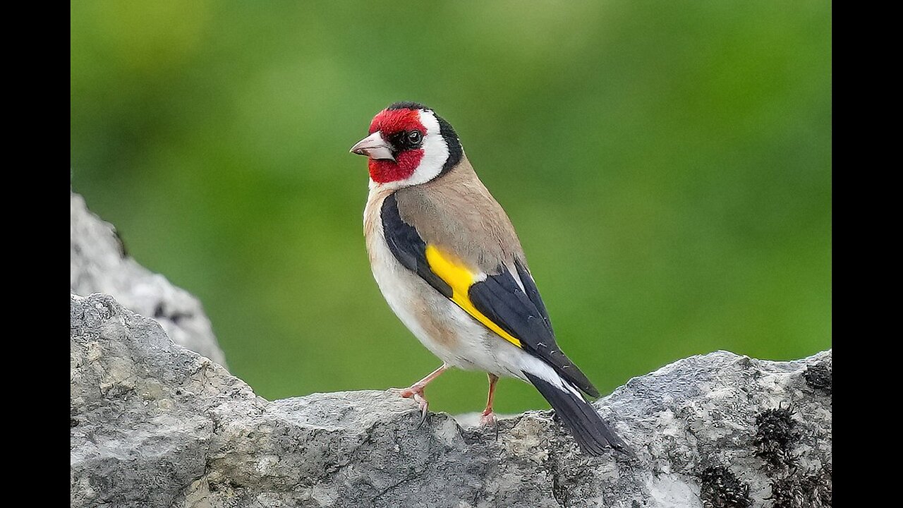 European goldfinch
