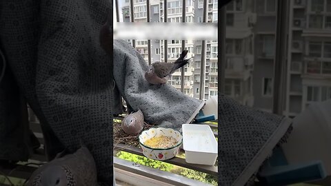 The girl thought shed save the pigeon from the rain and eventually raised the whole family