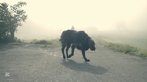 The Guardian Dog – Legend of the Flock” • “Spirit of the Mountain Dog” • “