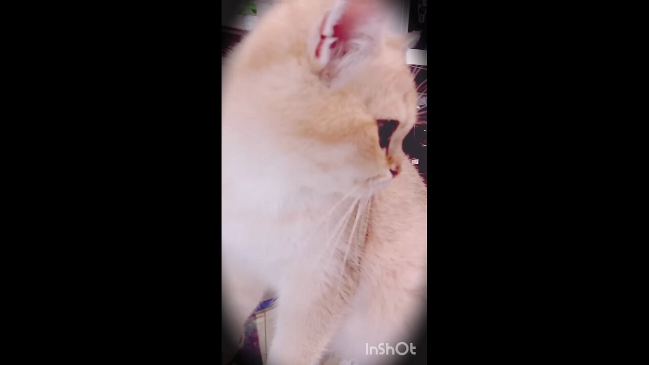 funny cat