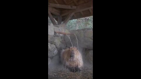 He loves to take hot water bath 🤩