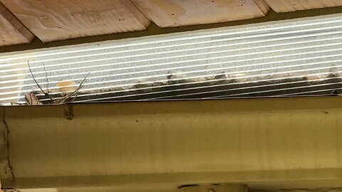 Carolina Wren Brings Home Dinner