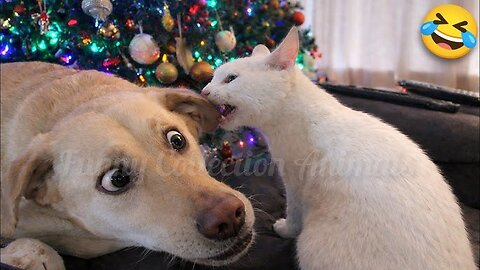 FUNNIEST Cats & Dogs Compilation 😂🐶😹 | 50 Minutes of Non-Stop Laughs