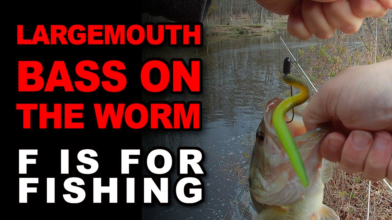 Largemouth Bass On The Worm