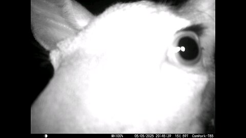 Deer Cam Close 05-05-2025