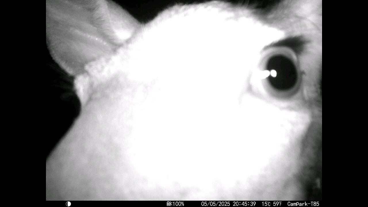 Deer Cam Close 05-05-2025