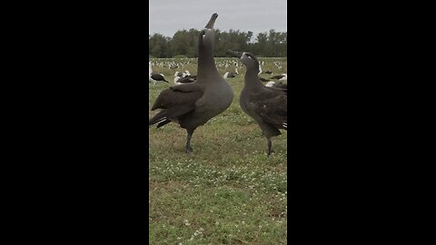 lovely birds