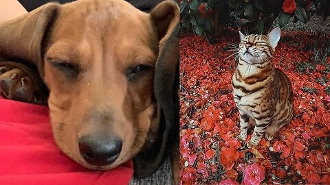 PET RELAXING MUSIC , Relaxing Music to Soothe and Comfort Pets and Help Calm and Reduce Anxiety!