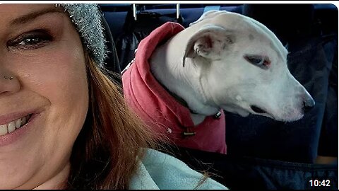 No One Warmed Me About Dogs' Attitudes 😁 New Funny Dog Videos