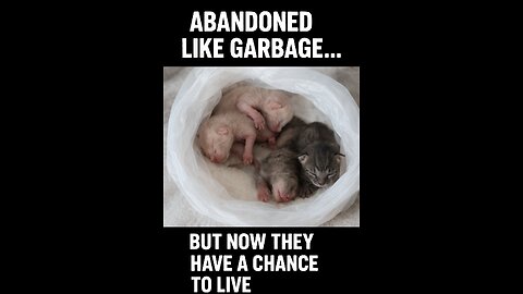 💔 Abandoned like trash... But now they have a chance to live!