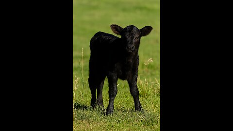Cutest Newborn Calf You’ll See Today 🐄❤️