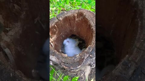 The rabbit sleeps soundly in the tree hole. I hate bad weather rabbits. Pastoral cute pet. Cute
