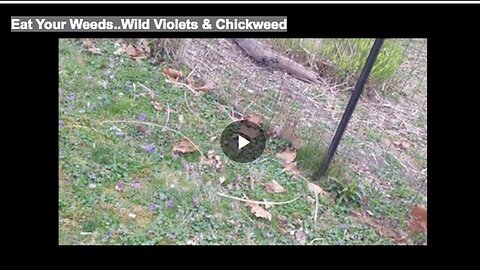 "Consuming Weeds: Exploring the Nutritional Benefits of Wild Violets and Chickweed"