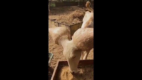 what this animal?