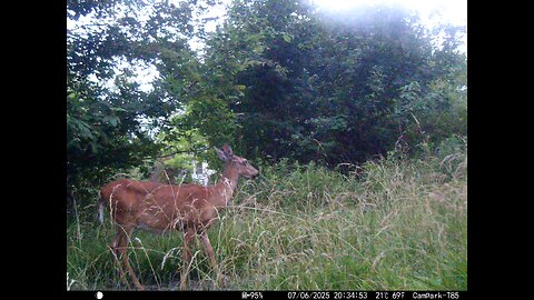 Deer Cam 07-06-2025 Doe Game Cam Trail Cam