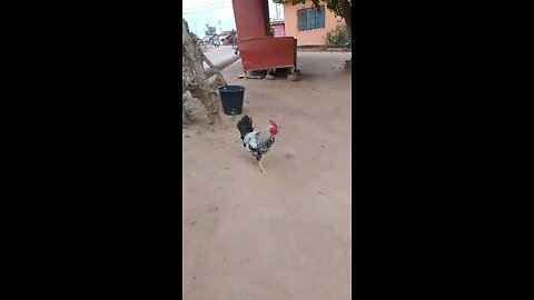 3. “Snooze? Not on My Watch!” Cockerel in Ghana.