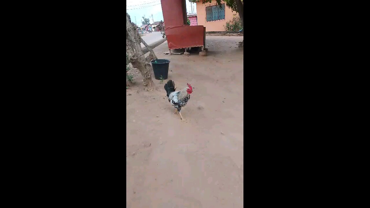 3. “Snooze? Not on My Watch!” Cockerel in Ghana.
