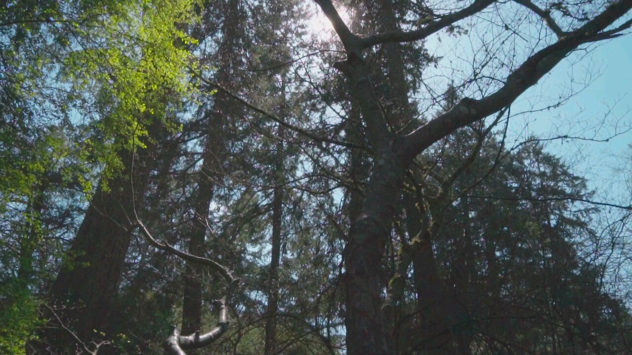 Video Of Tall Trees In The Park