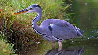 Grey Heron on the Prowl Knee Deep in Water