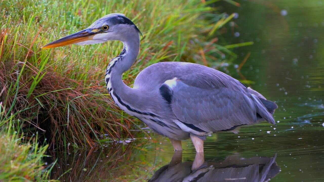 Grey Heron on the Prowl Knee Deep in Water