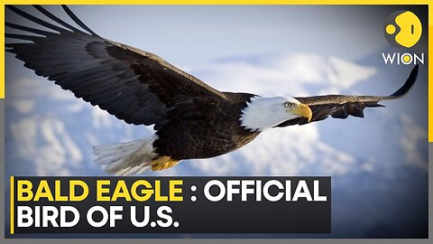 Bald Eagle Officially Named U.S. Bird | Brings Pride And Hope to Native Americans | WION | World