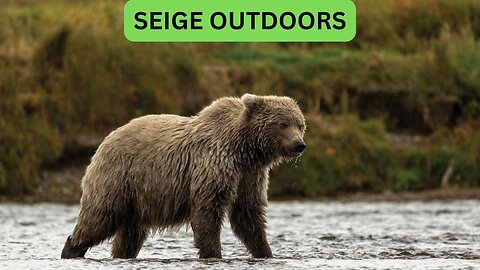 Katmai National Park Bear Feeding Live Stream!