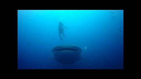 Scuba diver has close call with whale shark cruising right at him